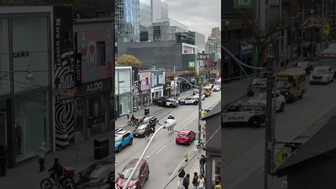 Police horse injured, cruiser rammed and Queen West storefront damaged by driver of stolen truck