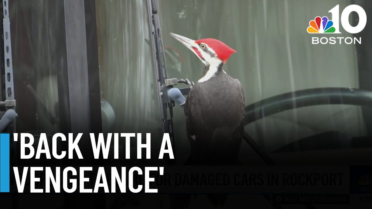 Rampaging woodpecker is breaking car windows across a Mass. town