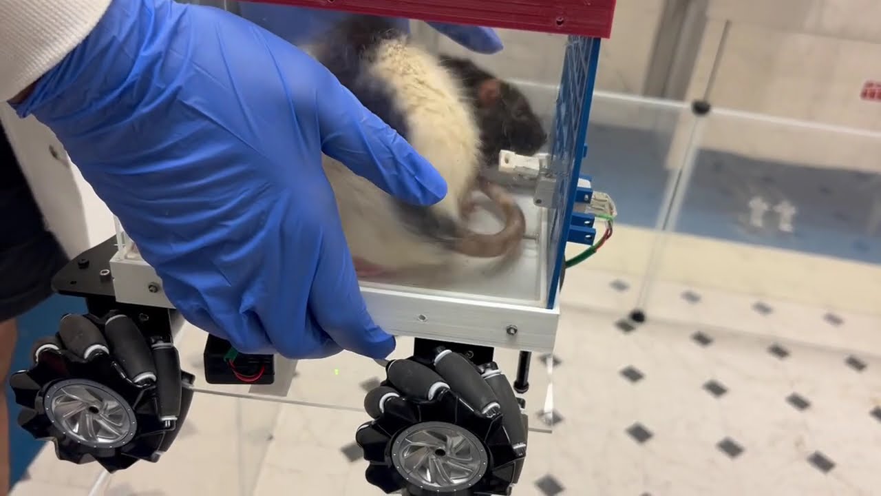 Rats revving the engine