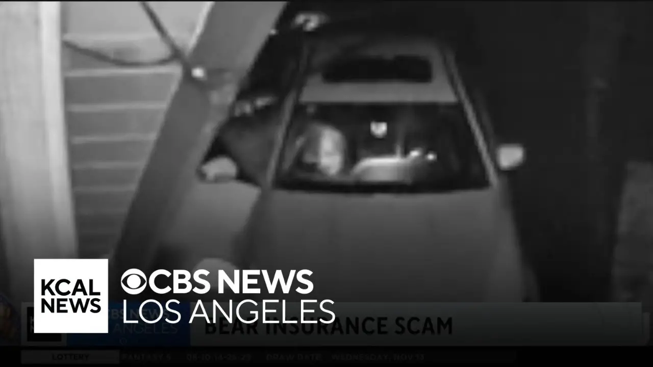 4 arrested for staging phony bear attacks to make fraudulent car insurance claims