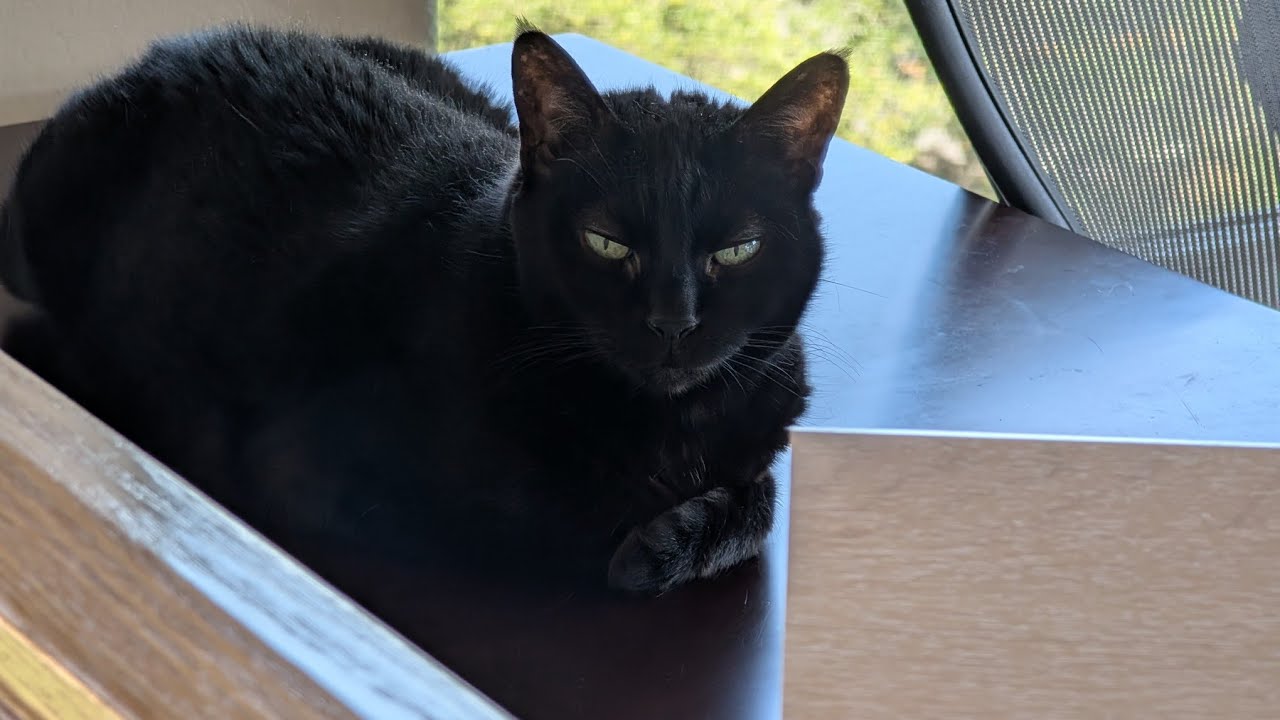 Bus company learns chinese electric busses can be turned off remotely after buying 300 of them 🤦